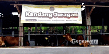 Kandang Juragan Galang Donasi melalui Penjualan Sapi