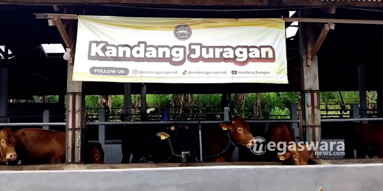 Kandang Juragan Galang Donasi melalui Penjualan Sapi