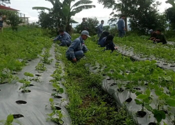 Pupuk Organik Cair Dari Limbah Sampah Untuk Pertanian Edamame,Karya SMKN