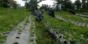 Pupuk Organik Cair Dari Limbah Sampah Untuk Pertanian Edamame,Karya SMKN
