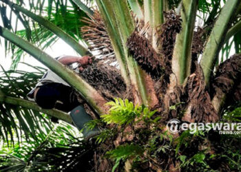 KDM Larang Sawit, Pemkab Cirebon Ganti Jadi Mangga