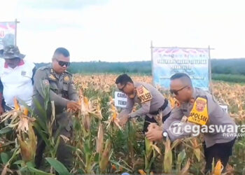 Panen Raya Jagung Bumdes Wiraguna Tenjo Di Atas 5 Hektar Lahan