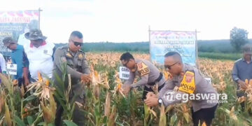 Panen Raya Jagung Bumdes Wiraguna Tenjo Di Atas 5 Hektar Lahan