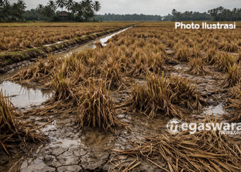 Sawah ditanjung sari teracam gagal panen