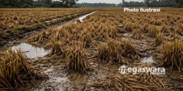 Sawah ditanjung sari teracam gagal panen