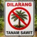 KDM Larang Tanam Sawit di Jabar, Pengamat IPB Tanggapi Begini