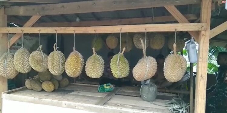 Menikmati Sensasi Durian Khas Jonggol, Apa Cirinya ?