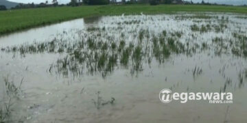 akibatn banjir Serang gagal panen