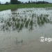 akibatn banjir Serang gagal panen