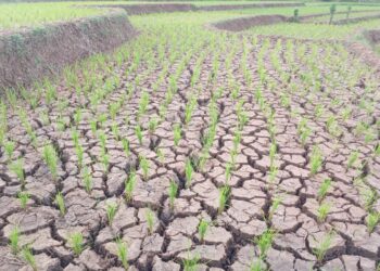 Puluhan Hektare Sawah Terancam Gagal Tanam, Petani di Sukabumi Menjerit