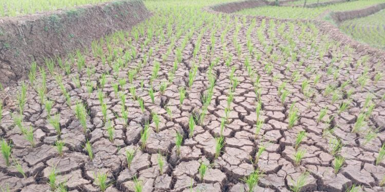 Puluhan Hektare Sawah Terancam Gagal Tanam, Petani di Sukabumi Menjerit