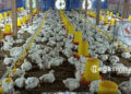 Panen Perdana, BUMDes Neglasari Hasilkan 4.000 Ekor Ayam Potong Jelang Lebaran