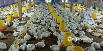Panen Perdana, BUMDes Neglasari Hasilkan 4.000 Ekor Ayam Potong Jelang Lebaran