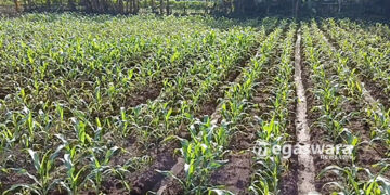 Hama Ulat Teror Petani Jagung Di Bojongkerta Bogor