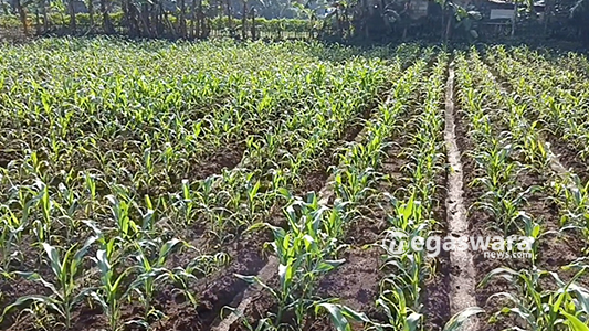 Hama Ulat Teror Petani Jagung Di Bojongkerta Bogor