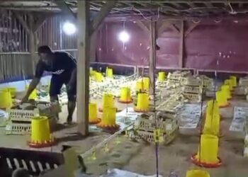 Sukses Panen Perdana 12.000 Ton, Ketahanan Pangan Neglasari Siap Produksi Ayam Pedaging