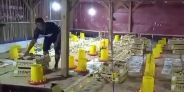 Sukses Panen Perdana 12.000 Ton, Ketahanan Pangan Neglasari Siap Produksi Ayam Pedaging