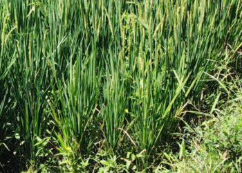 Irigasi Cibongas Lancar Aliri 2 Wilayah Poktan Sukamaju Dan Cempaka Pasir Benteng