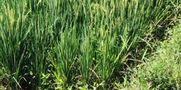 Irigasi Cibongas Lancar Aliri 2 Wilayah Poktan Sukamaju Dan Cempaka Pasir Benteng