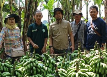 BUMDES Abdi Mandiri Cimanggu I, Panen Pisang Barangan 2.4 Ton
