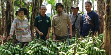 BUMDES Abdi Mandiri Cimanggu I, Panen Pisang Barangan 2.4 Ton