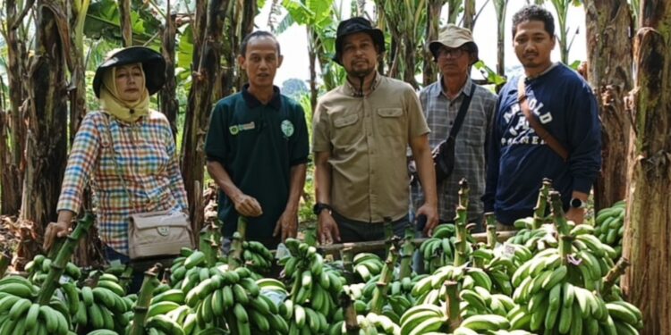 BUMDES Abdi Mandiri Cimanggu I, Panen Pisang Barangan 2.4 Ton