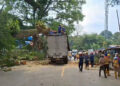 Pohon Lapuk Tumbang Timpa Dua Kendaraan Di Ciawi