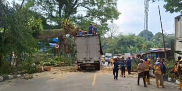 Pohon Lapuk Tumbang Timpa Dua Kendaraan Di Ciawi