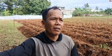 Pupuk Subsidi Langka,  Petani di Bojongkerta Mengaku Sulit