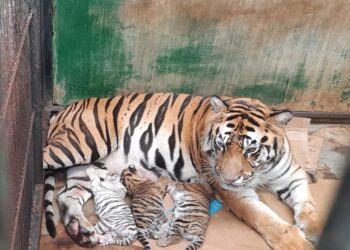 3 Bayi Harimau Benggala Lahir di Taman Safari Prigen, Termasuk Harimau Putih Super Langka