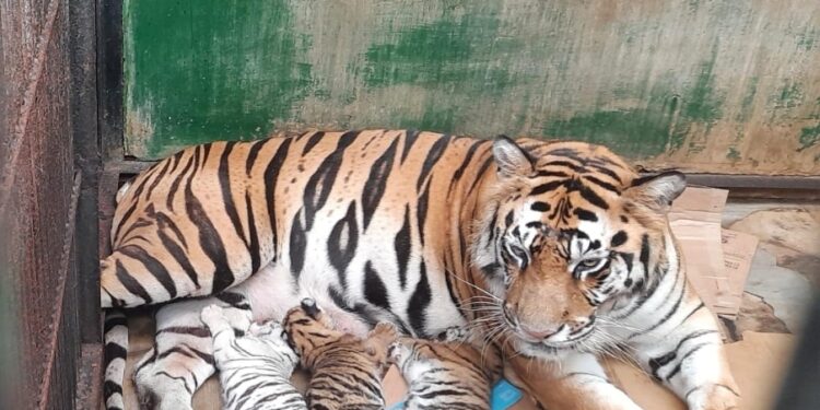 3 Bayi Harimau Benggala Lahir di Taman Safari Prigen, Termasuk Harimau Putih Super Langka