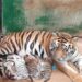3 Bayi Harimau Benggala Lahir di Taman Safari Prigen, Termasuk Harimau Putih Super Langka