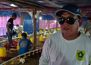 Potensi Unggul Desa Naglasari, Budidaya Ayam Pedaging Paling Menguntungkan, Pemerintah Desa Dukung Penuh Lewat BUMDes