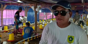 Potensi Unggul Desa Naglasari, Budidaya Ayam Pedaging Paling Menguntungkan, Pemerintah Desa Dukung Penuh Lewat BUMDes