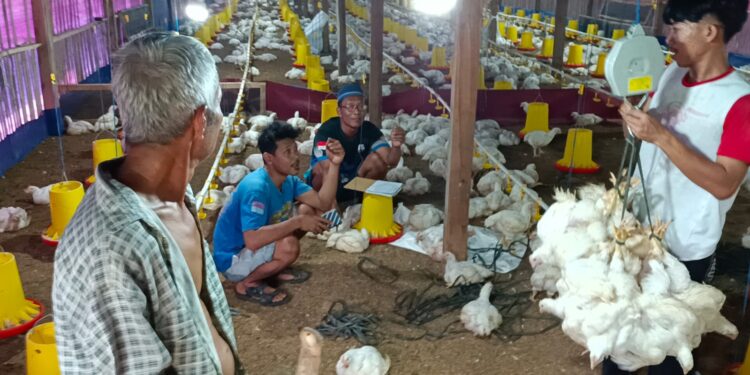 Panen Ayam Potong Periode Kedua di Naglasari, Produksi Tembus 12 Ton Meski Terganjal Cuaca Ekstrem