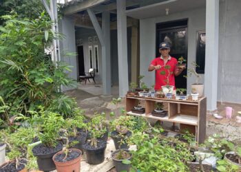Manfaatkan Lahan Sempit, Hasilkan Cuan Besar dari Bisnis Bonsai