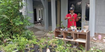 Manfaatkan Lahan Sempit, Hasilkan Cuan Besar dari Bisnis Bonsai