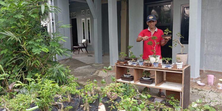 Manfaatkan Lahan Sempit, Hasilkan Cuan Besar dari Bisnis Bonsai