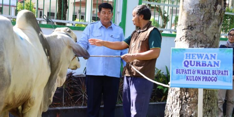 Pemkab Kulon Progo Salurkan Hewan Kurban ke 56 Wilayah