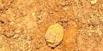 Warga Cigudeg Bogor Kaget Temukan Tiga Granat Peninggalan Perang di Lahan Pertanian