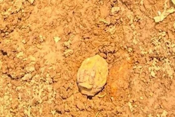 Warga Cigudeg Bogor Kaget Temukan Tiga Granat Peninggalan Perang di Lahan Pertanian