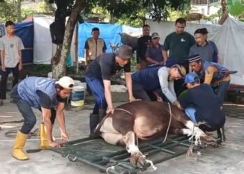 DKM Masjid Besar An Nuur Potong 18 Sapi dan 20 Domba pada Hari Kedua Idul Adha