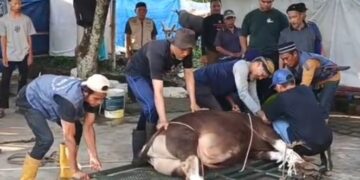 DKM Masjid Besar An Nuur Potong 18 Sapi dan 20 Domba pada Hari Kedua Idul Adha