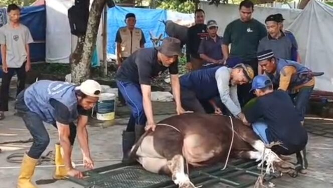 DKM Masjid Besar An Nuur Potong 18 Sapi dan 20 Domba pada Hari Kedua Idul Adha