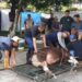 DKM Masjid Besar An Nuur Potong 18 Sapi dan 20 Domba pada Hari Kedua Idul Adha