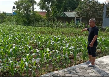 Limbah Dapur SPPG di Bogor Disulap Jadi Pupuk Organik, Dukung Pertanian Ramah Lingkungan