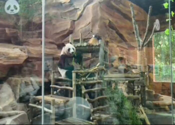 Bayi Panda Rio Jadi Idola Baru Pengunjung Taman Safari Bogor