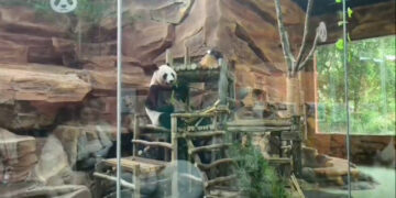 Bayi Panda Rio Jadi Idola Baru Pengunjung Taman Safari Bogor