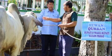 Semangat Berbagi Iduladha, Pemkab Kulon Progo Salurkan Hewan Kurban ke 56 Wilayah