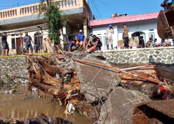Pohon Mahoni Raksasa Rusak Jembatan di Ciomas Bogor, Petugas Lakukan Evakuasi